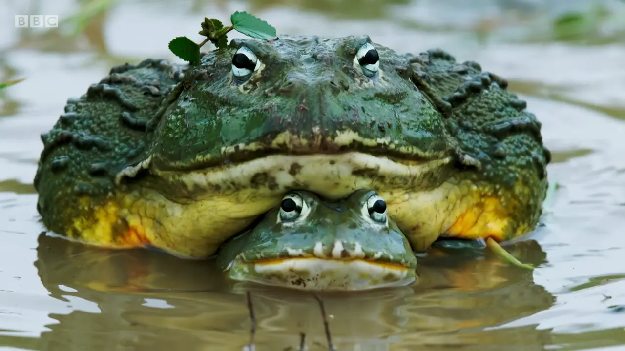 African bullfrog (Pyxicephalus adspersus) as shown in The Mating Game - Freshwater: Timing is Everything